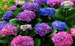 Hoa cẩm tú cầu Nhật Bản