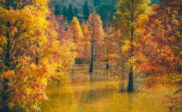 Du lịch Đài Loan mùa lá đỏ