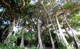 Cây đa hơn nghìn tuổi trên núi Sơn Trà Đà Nẵng